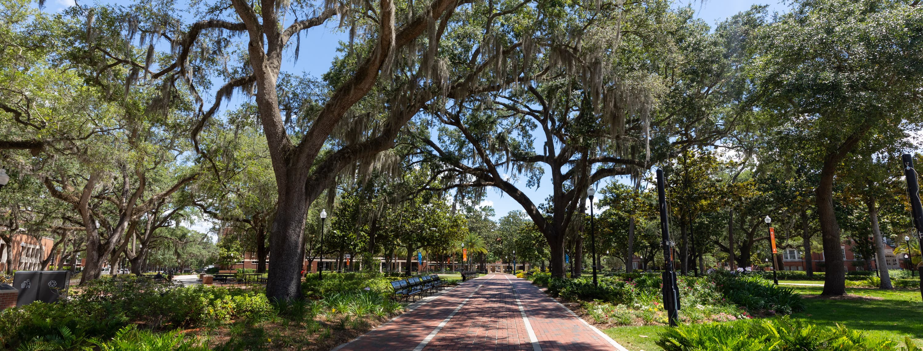 View a tree covered walkway on UF campus